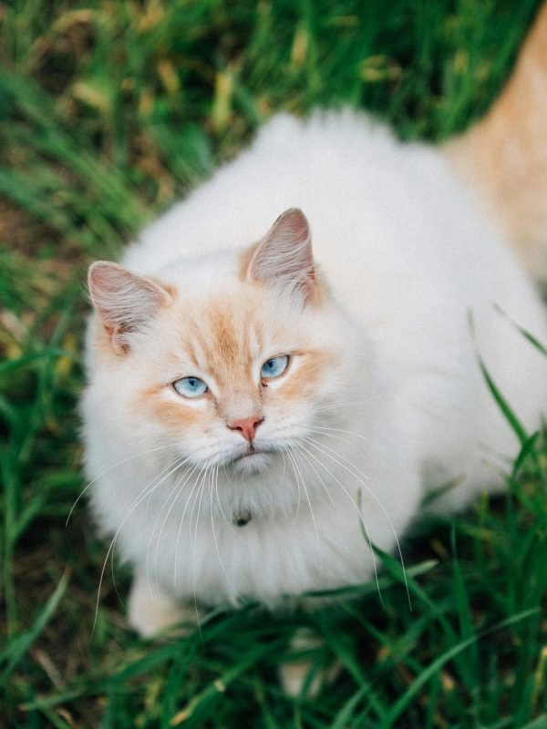 pexels-kelianpfl-7367018 pexels-kelianpfl-7367018